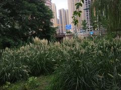 -成都市活水公园
