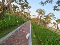 -芒洲湿地公园