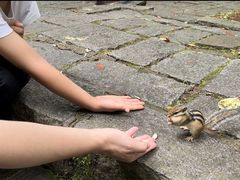 -五营红松林海景区