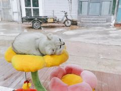 -糯米喵星人总部直营旗舰店·猫舍·幼猫出售