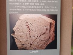 -陕西自然博物馆