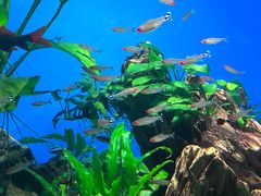 -太平洋海底世界