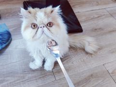 -猫的茶·猫咖