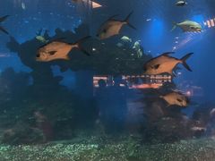 -涛·海底餐厅·美人鱼·自助餐·海底隧道(三亚海棠湾洲际度假酒店)