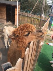 -萌宠亲子动物乐园(槐房万达店)