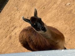 -西霞口神雕山野生动物世界