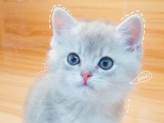 -猫十亿·布偶金渐层·曼基康矮脚猫舍(青年路店)