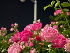 -南京眼步行桥
