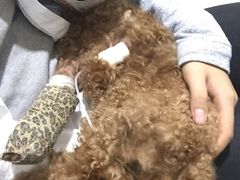 -特一安24小时宠物医院·骨科·中兽医