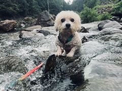 -安吉龙王山峡谷漂流