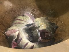 -云中鱼蒸汽石锅鱼(川沙百联店)