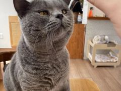 -有猫主题·治愈系猫咖(曾厝垵店)