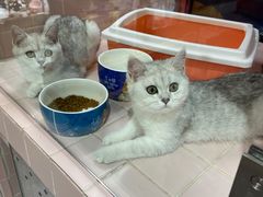-FAELING PETS美天灵宠物(富力广场店)