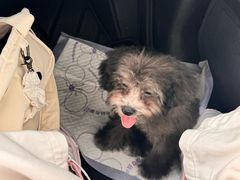 -翊宠yipet猫狗购宠庄园犬舍•猫舍