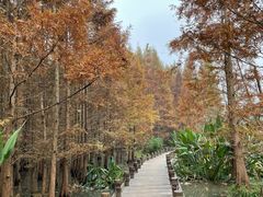 -桤木河湿地公园