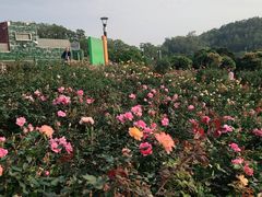-立新湖公园