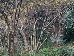 -杭州植物园