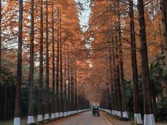 -黄海国家森林公园