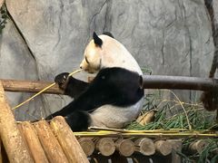 -深圳野生动物园