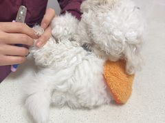 -瑞派康怡24h宠物医院·犬猫医疗中心·微创绝育(瑞景分院)