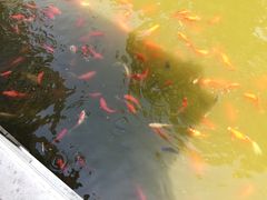 -龚家花园农家乐休闲别墅