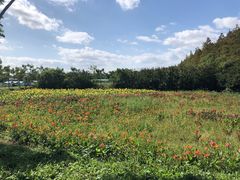 -上海长兴岛郊野公园