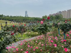 -金银湖国家城市湿地公园