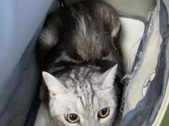 -达爱动物医院·犬猫分区·CT·复杂眼科(远洋山水分院)