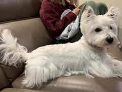 -翊宠yipet猫狗购宠庄园犬舍•猫舍