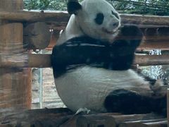 -西霞口神雕山野生动物世界