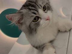 -飞行喵MR PILOT|猫舍·猫咖(静安大融城店)