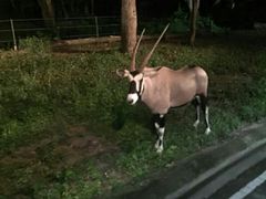 -清迈夜间动物园