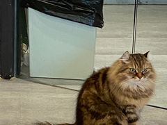 -猫儿山۰猫主题餐厅