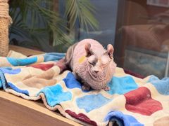 -米乐乖乖猫咪咖啡馆·猫咖(深圳湾后海汇店)
