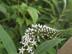 -萍乡武功山风景名胜区