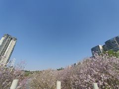 -广东花都湖国家湿地公园