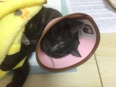 -乐派堂宠物医院·猫友好· 心脏科(东街店)