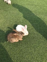 -萌宠亲子动物乐园(槐房万达店)