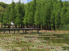 -白鹭湾湿地公园