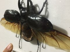 -上海昆虫博物馆