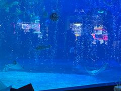 -烟台海昌鲸鲨海洋公园