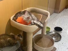 -老头儿油爆虾(金沙印象城店)