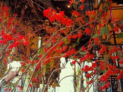 -范设计花园餐酒咖·中西餐·咖啡厅·酒馆
