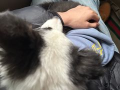 -艾贝尔宠物医院·24H转诊中心·肿瘤猫专科(江宁双龙店)