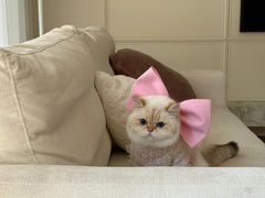 -爱侣宠医·鹦鹉专科·小型哺乳类·异宠专科(灵石路店)