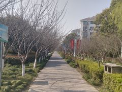 -高东镇樱花园