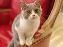 -猫大福·Fortune Cat猫舍(百子湾店)