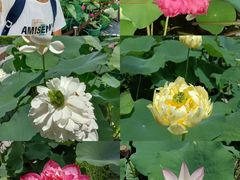 -云溪植物园