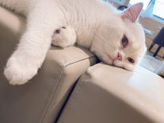 -猫腻·猫咖·撸猫馆(星光大道店)