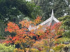 -陈麻婆豆腐(旗舰店)